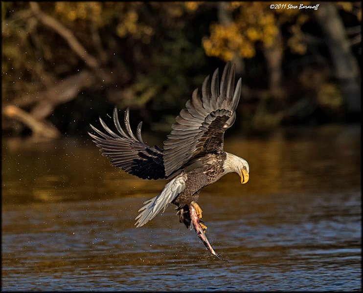 _1SB8572 bald eagle catching fish.jpg